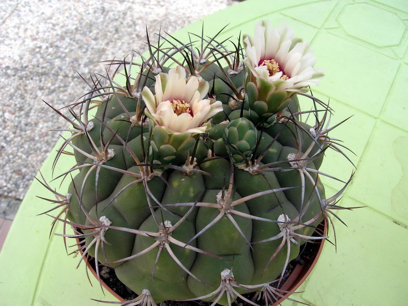 Gymnocalycium pflanzii 