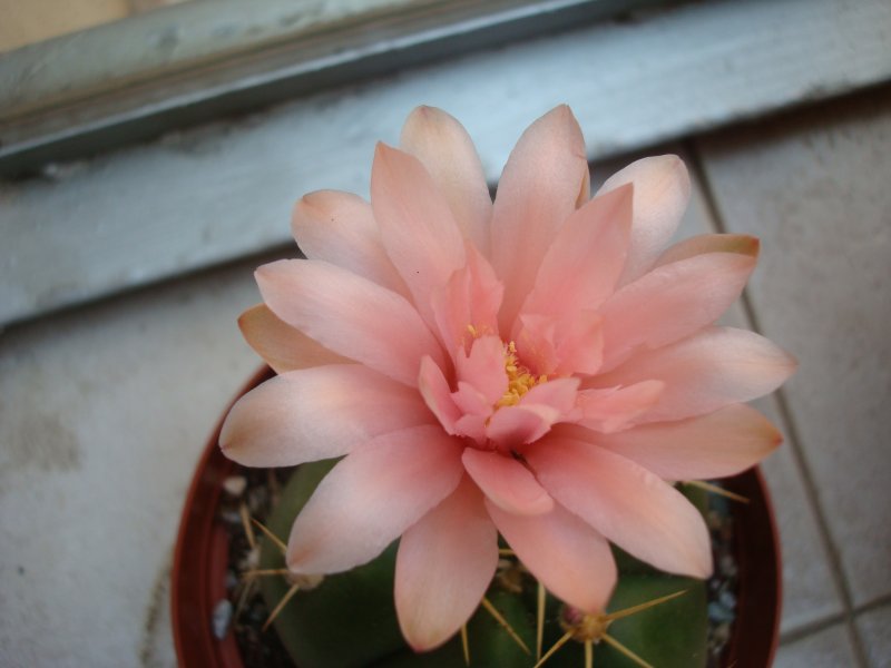 Gymnocalycium horstii ssp. buenekeri 