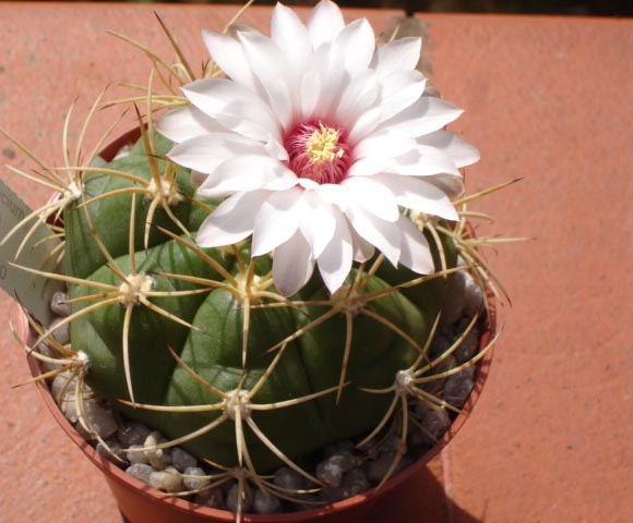 Gymnocalycium chiquitanum 