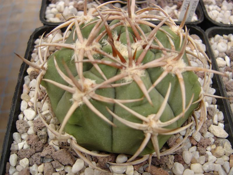 Gymnocalycium ferocior STO 9x- 1365