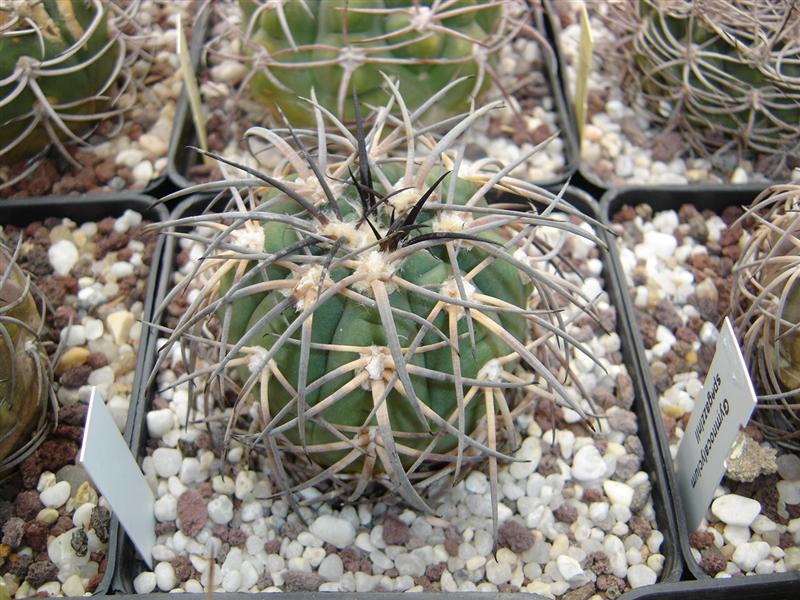 Gymnocalycium spegazzinii v. major 