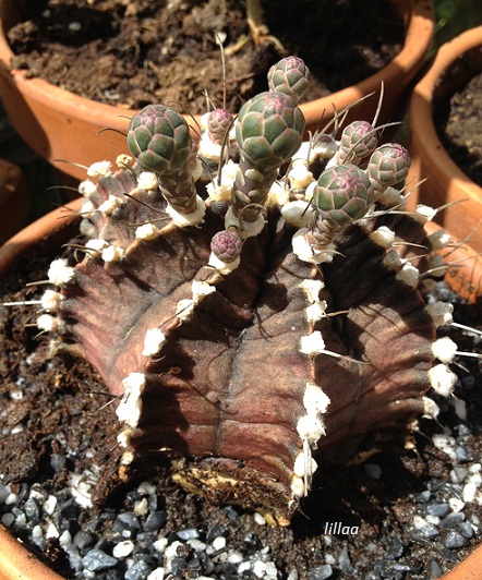 Gymnocalycium mihanovichii v. friedrichii 