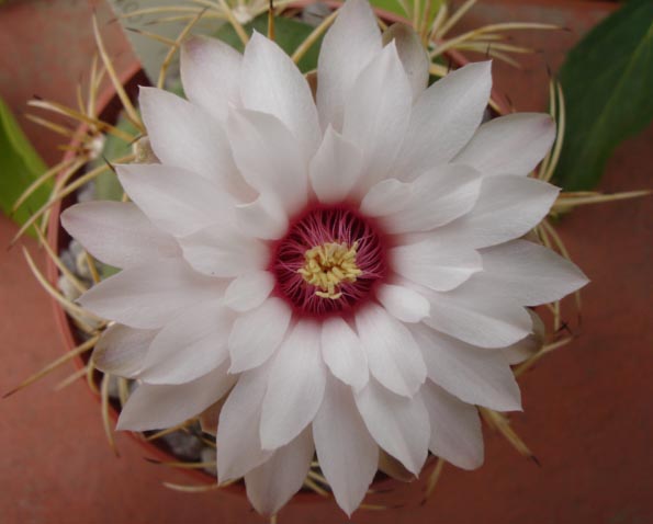 Gymnocalycium chiquitanum 