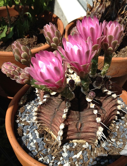 Gymnocalycium mihanovichii v. friedrichii 