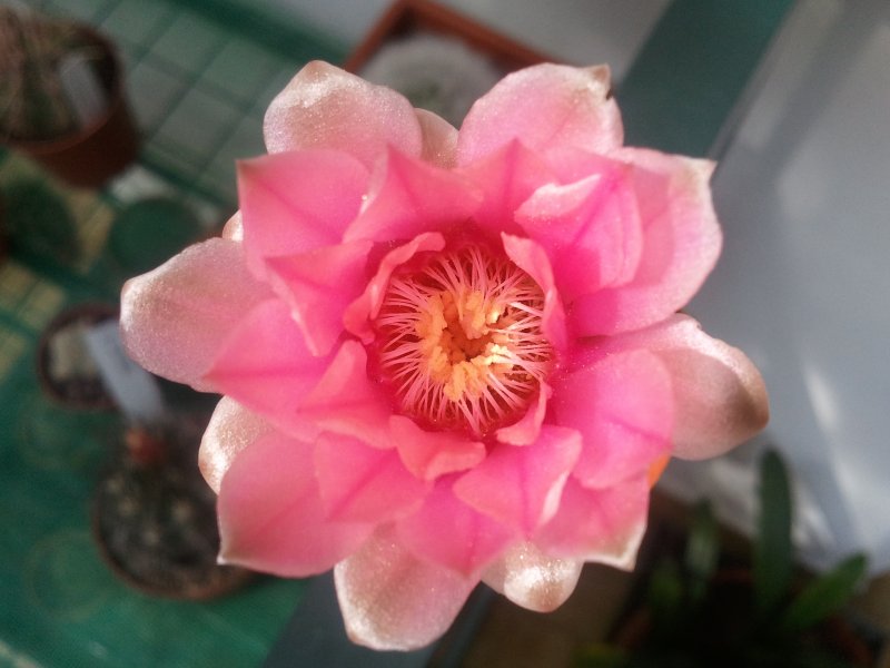 Gymnocalycium baldianum 