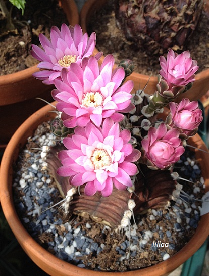 Gymnocalycium mihanovichii v. friedrichii 