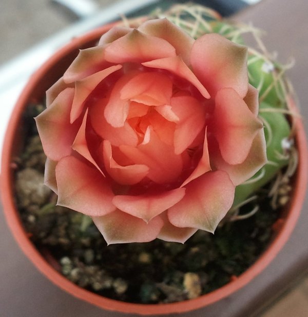 Gymnocalycium baldianum 