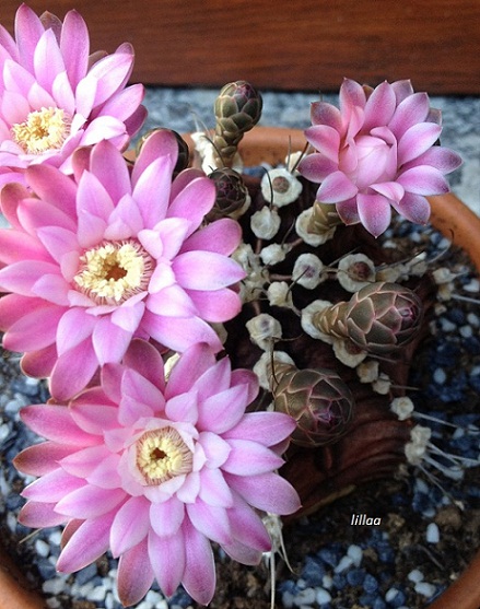 Gymnocalycium mihanovichii v. friedrichii 