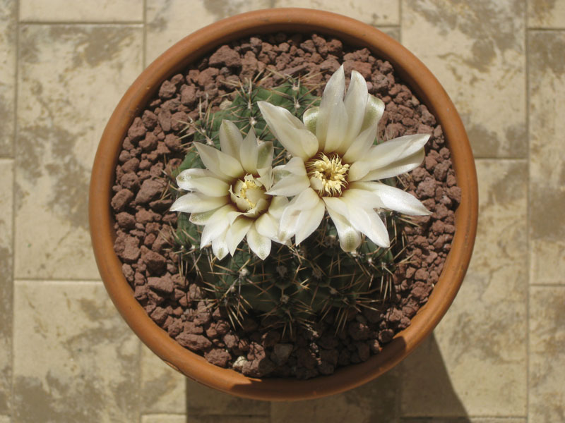 gymnocalycium quehlianum 