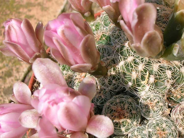 Gymnocalycium bruchii 