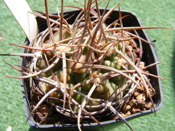 Gymnocalycium tillianum 