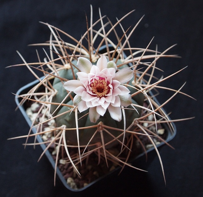 Gymnocalycium cardenasianum 