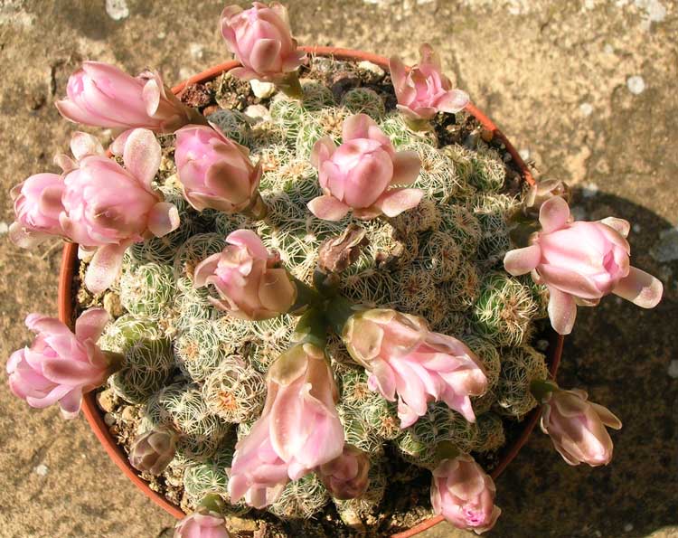 Gymnocalycium bruchii 