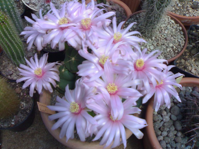 gymnocalycium horstii 