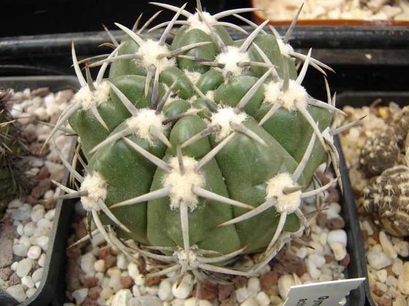 Gymnocalycium achirasense P 104