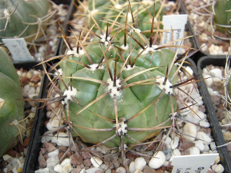 Gymnocalycium achirasense v. chacrasense LB 362