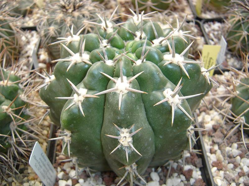 Gymnocalycium achirasense v. orientale LB 332