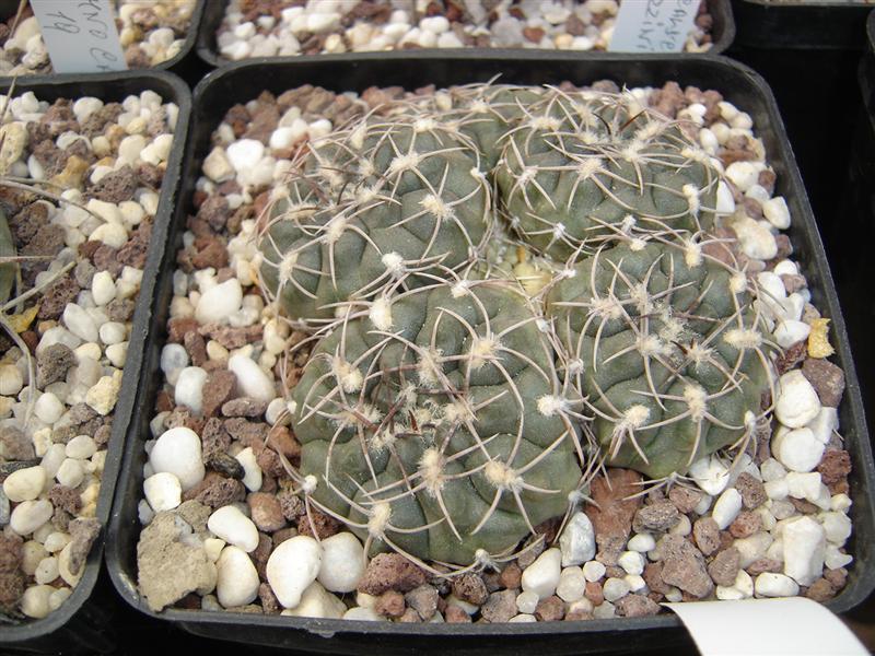 Gymnocalycium alboareolatum P382A