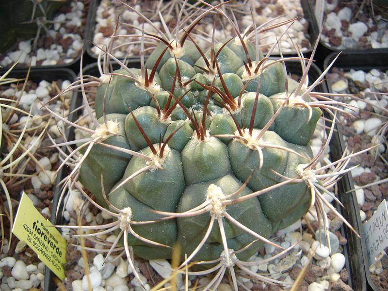 Gymnocalycium ambatoense P 22