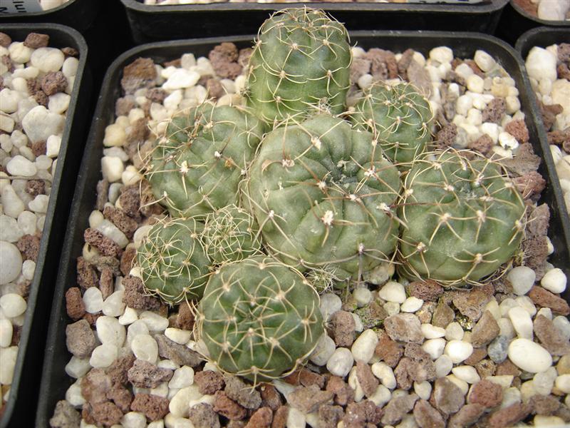 Gymnocalycium andreae P 199