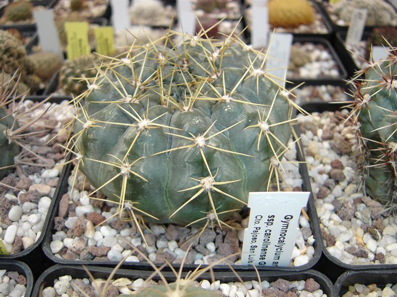 Gymnocalycium andreae ssp. carolinense GN 273-876