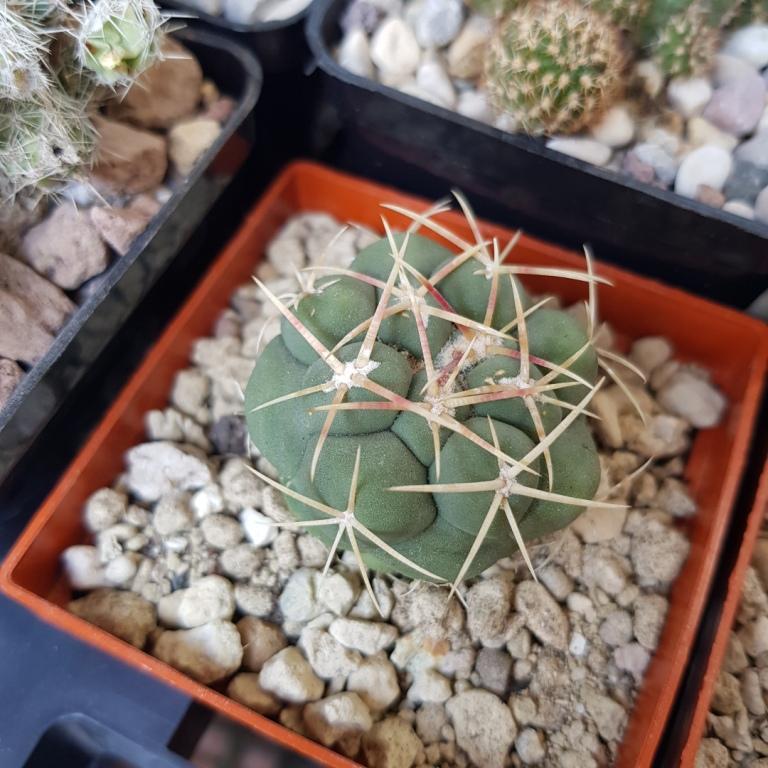 Gymnocalicium  