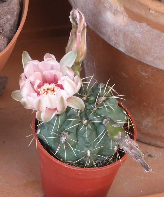 Gymnocalycium baldianum 