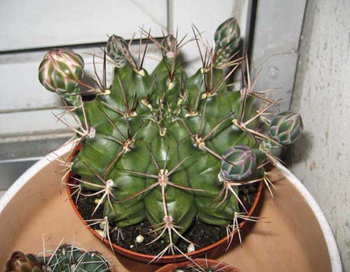 Gymnocalycium baldianum 