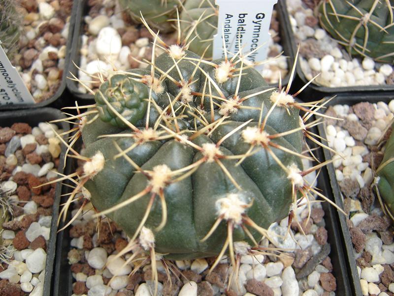 Gymnocalycium baldianum LB 1243