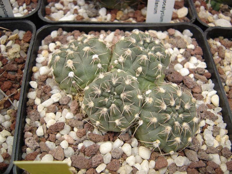 Gymnocalycium baldianum P 127