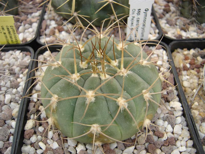 Gymnocalycium bayrianum JL 250