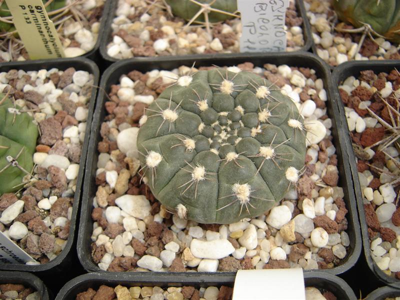 Gymnocalycium berchtii STO 526