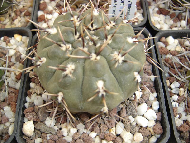 Gymnocalycium borthii WP 64-78a