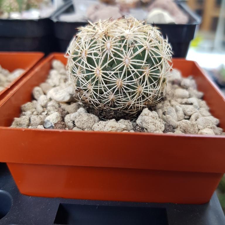 Gymnocalycium  