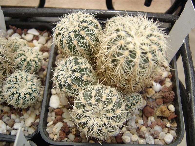 Gymnocalycium bruchii P 200