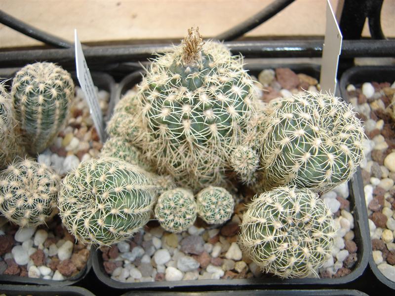 Gymnocalycium bruchii STO 230