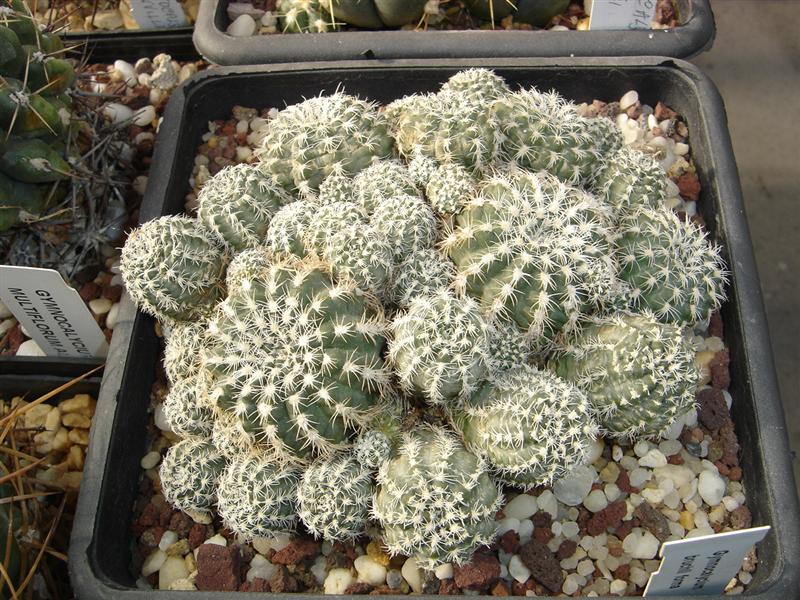 Gymnocalycium bruchii 