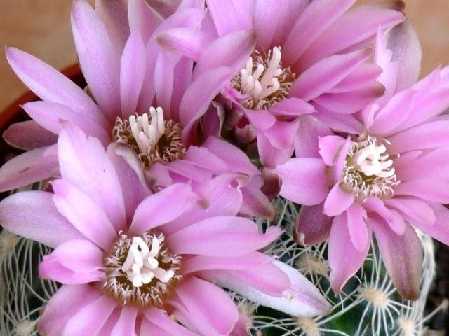 Gymnocalycium bruchii 