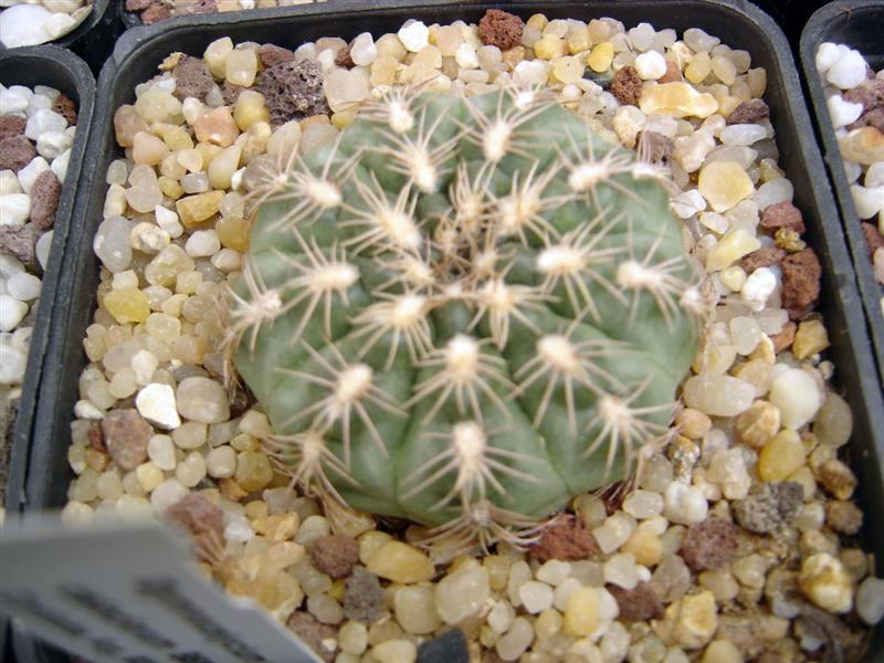 Gymnocalycium calochlorum B 58