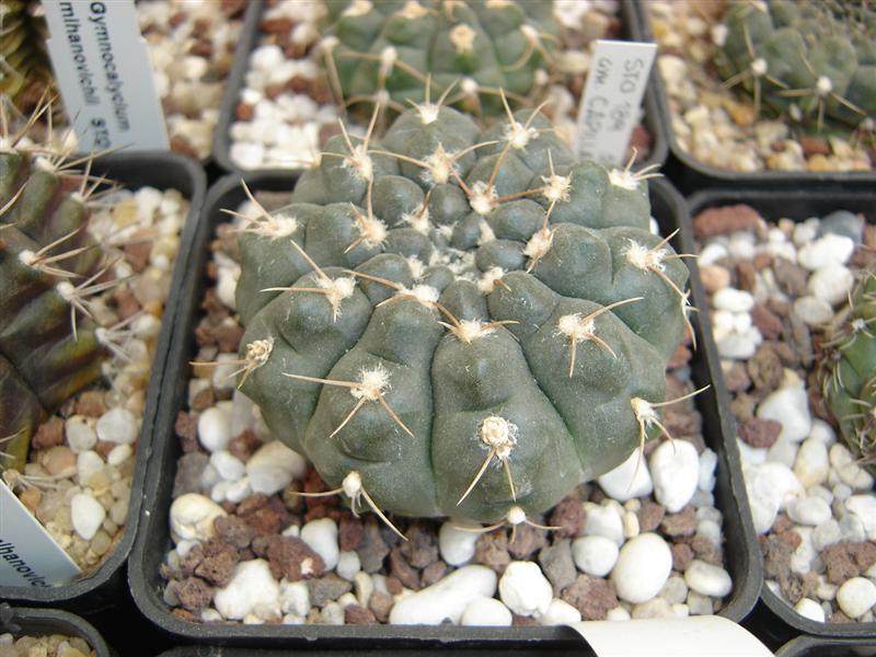 Gymnocalycium capillaense STO 189