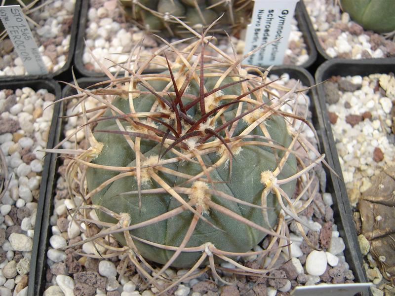 Gymnocalycium cardenasianum M 70