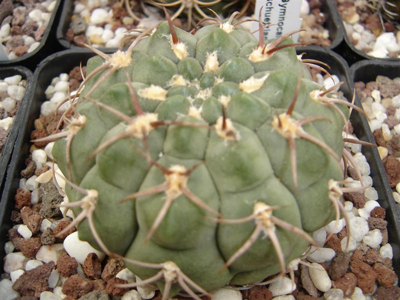 Gymnocalycium carminanthum STO 89-259-1