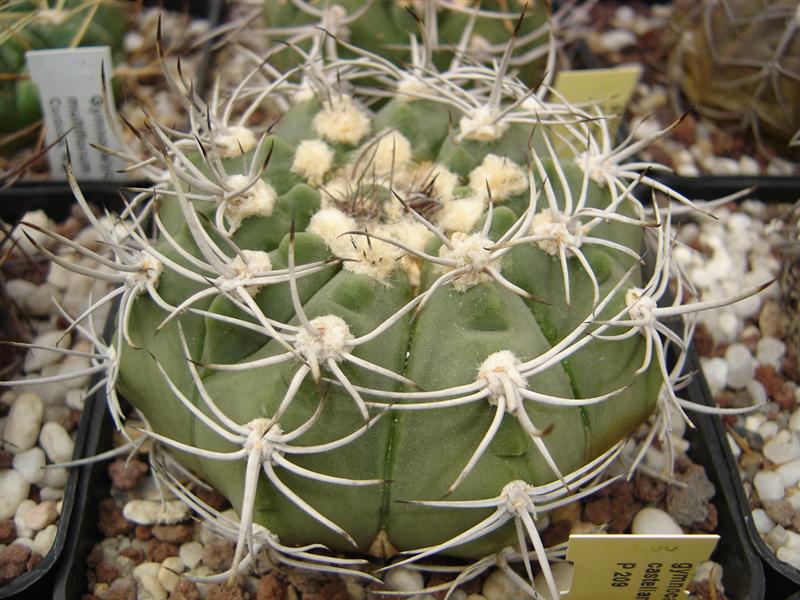 Gymnocalycium castellanosii P 209