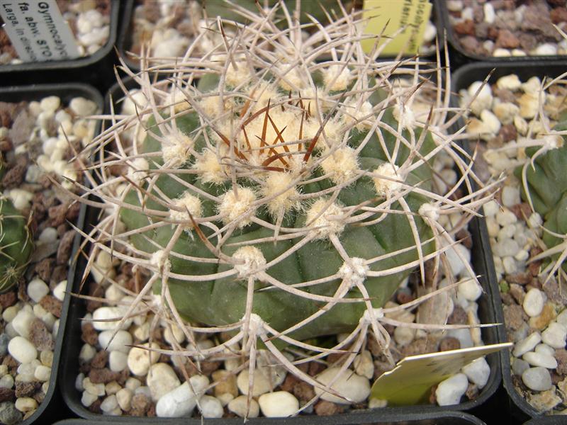 Gymnocalycium castellanosii B 79