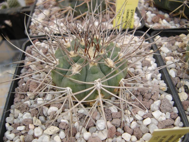 Gymnocalycium castellanosii v. armillatum P 217