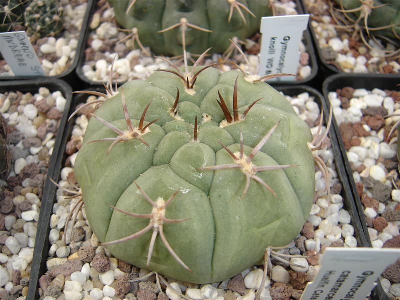 Gymnocalycium catamarcense STO 1399-1