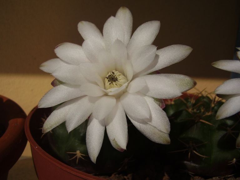 Gymnocalycium damsii v. tucavocense 