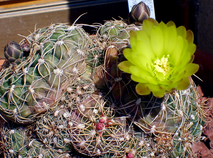 Gymnocalycium paraguayense 