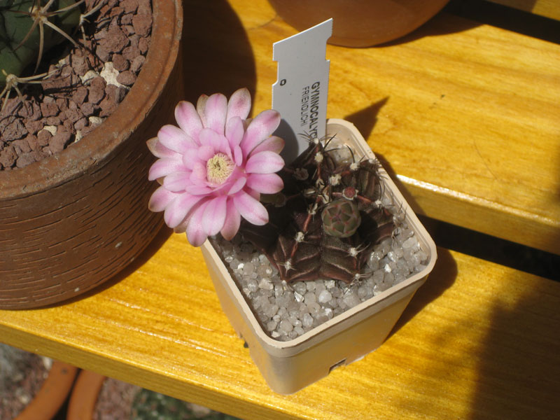 Gymnocalycium friedrichii 