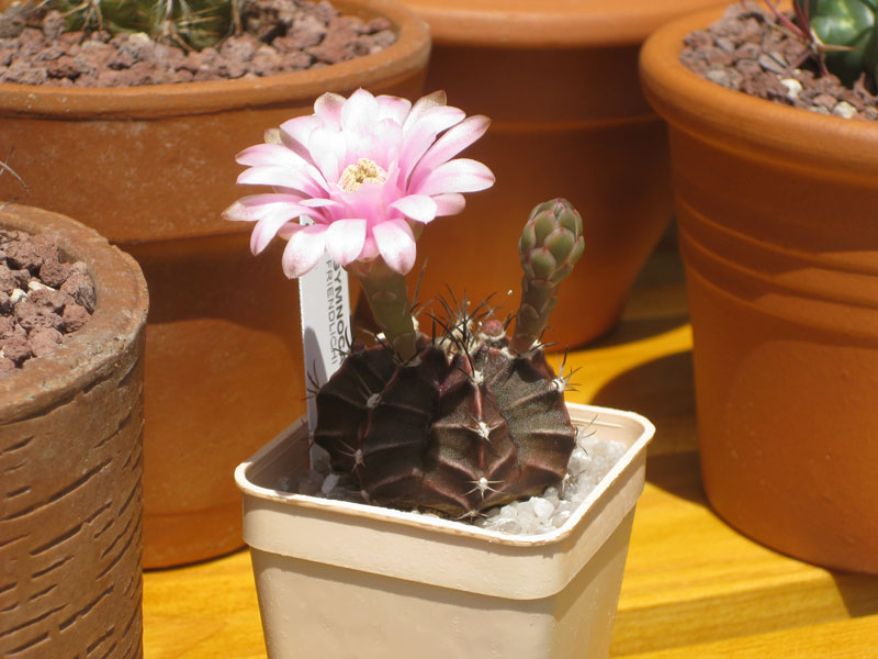 Gymnocalycium friedrichii 